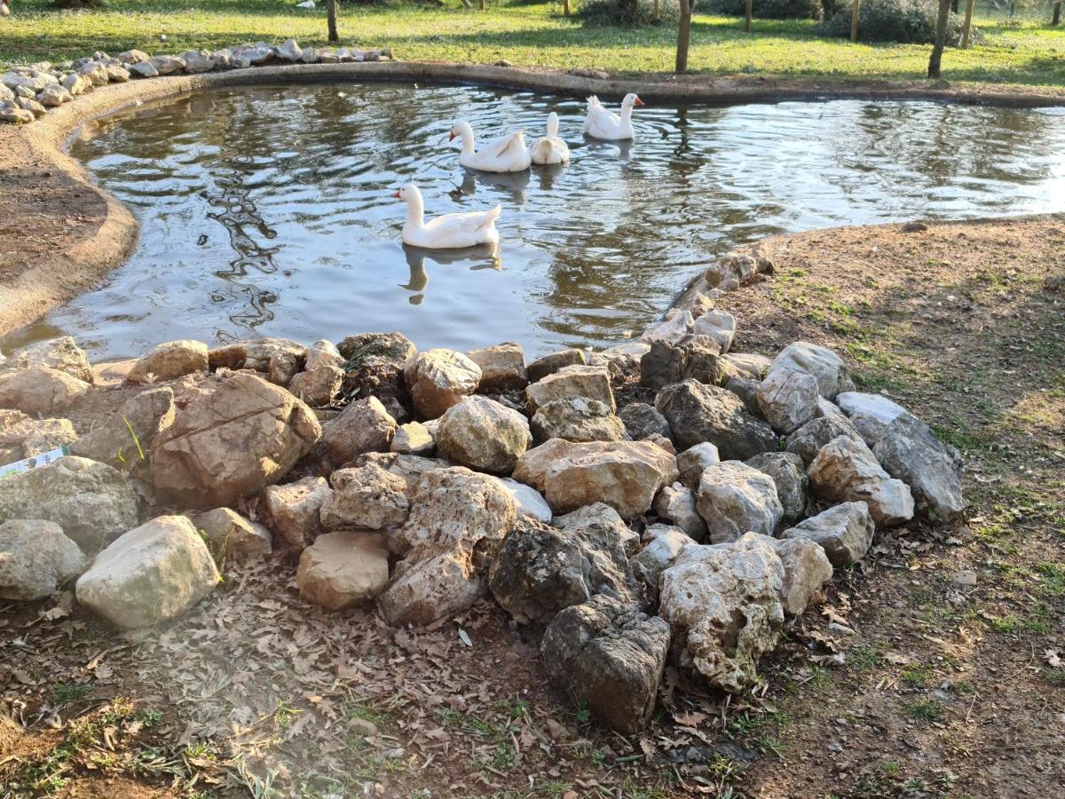 Agriturismo L'Ulivo Padula Dış mekan fotoğraf