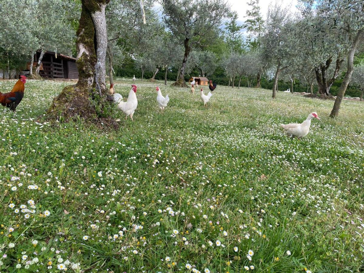 Agriturismo L'Ulivo Padula Dış mekan fotoğraf